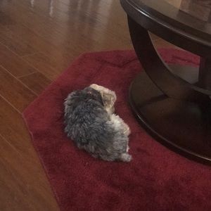 Meet your Posher, Shad